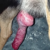 GermanDog's Avatar