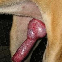 k9lover's Avatar