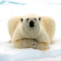 eisbaer63's Avatar