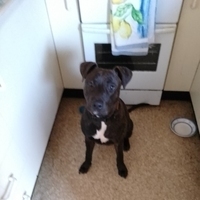 BossBull's Avatar