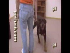 Petlust - Frysco At The Office