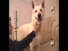 Petlust - White Shepherd