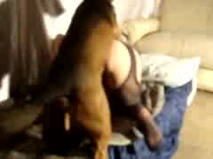 Neighbors dog