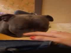 First time with dog
