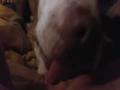 Lick dog 2