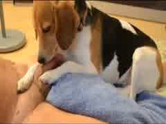 Eu e meu Beagle