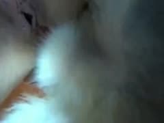 Self shot dog fun