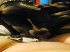 Dog lick chat media video