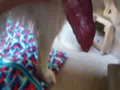 My dog lot cum