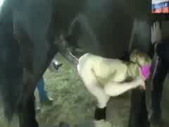 Cavalo fudeno
