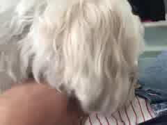 My dog licks my dick hard