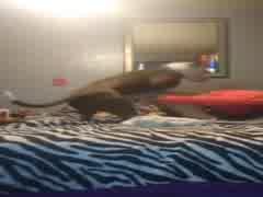 Horny amateur fucks dog