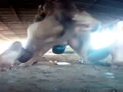 Passivopranegros  dog betoven  alta floresta mt