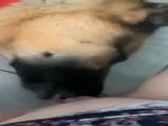 K9 oral 1
