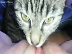 teen se fait lecher par son chat