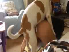 Guy gets knotted by big maledog.