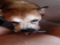 New girl pissed with cum after dog sex