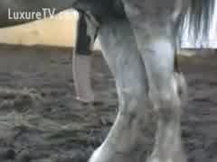 Horse power