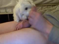 mon chien  me leche et avale tout  je jouie