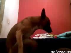 Aggressive dog