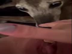 Peanut butter lick