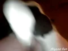 Dog 1