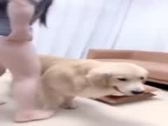 Chinese hump