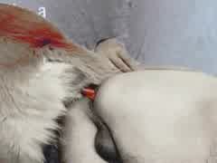 Nismah18 knot anal creampie ass to ass
