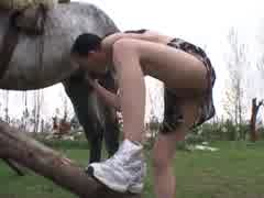 Hungria sex horse animal