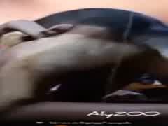 Indian sex dog vídeos