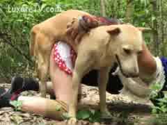 Gay dog sex vídeos