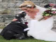 Bride and Her Dog