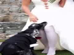 Dog Sniffs Brides Cunt